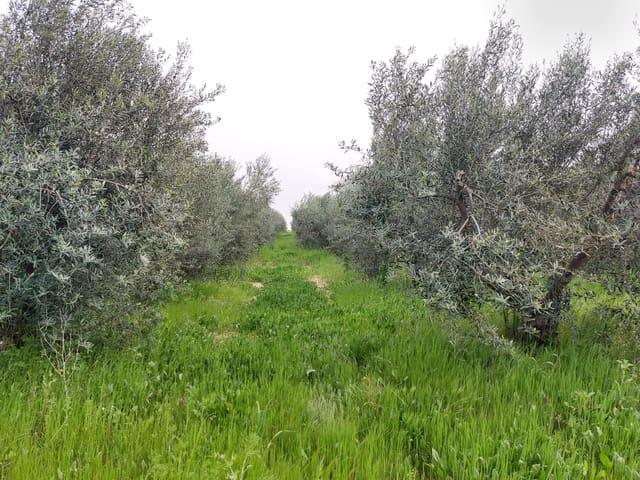 Finca/Casa Rural en venta en La Palma del Condado, Huelva
