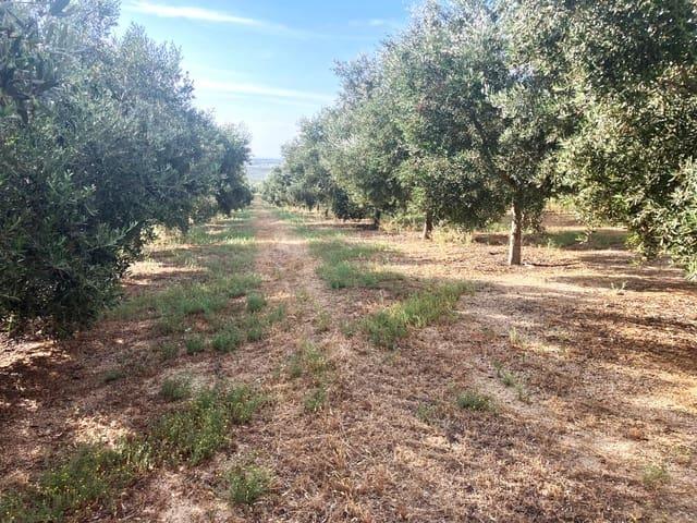 Finca/Casa Rural en venta en Lucena, Córdoba