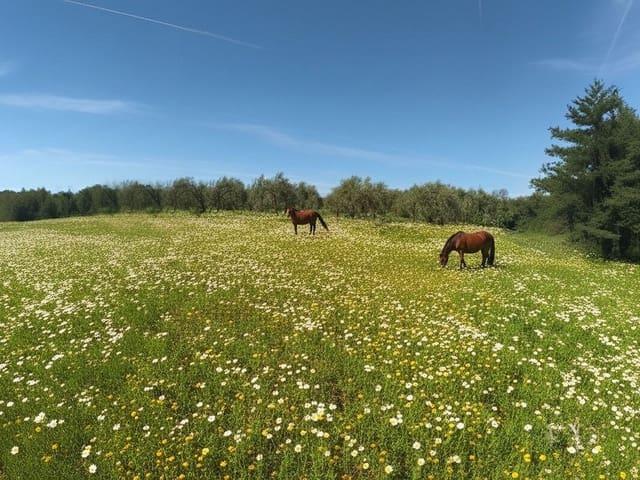Finca/Casa Rural en venta en Morón de la Frontera, Sevilla