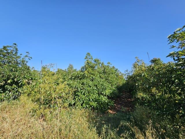 Finca/Casa Rural en venta en San Martin del Tesorillo, Cádiz Costa de la Luz