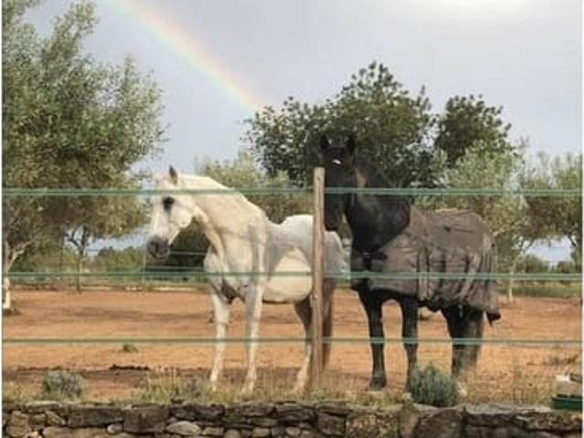 Finca/Casa Rural en venta en Sant Jordi, Castellón