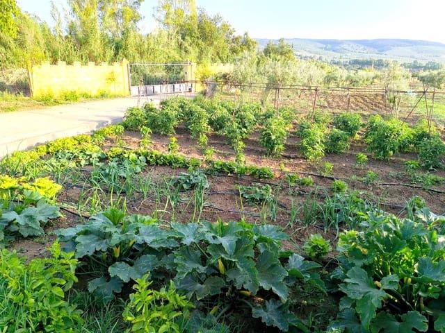 Finca/Casa Rural en venta en Setenil de las Bodegas, Cádiz