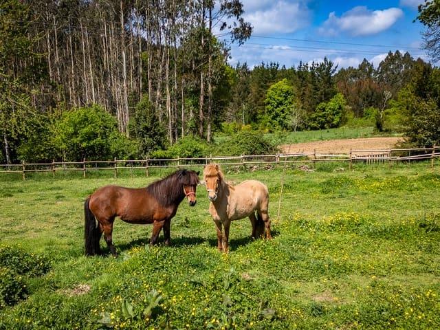 Finca/Casa Rural en venta en Pol, Lugo