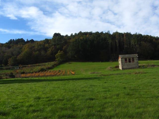 Finca/Casa Rural en venta en Pantón, Lugo