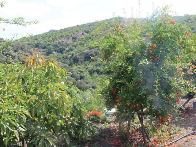 Finca/Casa Rural en venta en Cartajima, Málaga