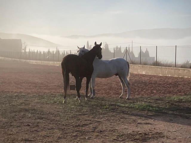 Finca/Casa Rural en venta en Torre del Rico, Murcia