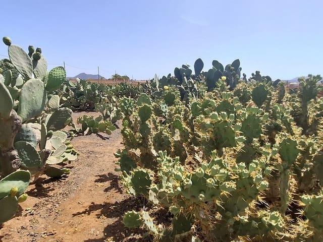 Finca/Casa Rural en venta en Tuineje, Fuerteventura