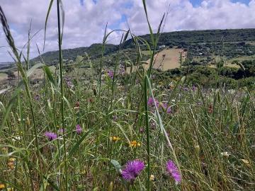 Finca/Casa Rural en venta en Vejer de la Frontera, Cádiz Costa de la Luz