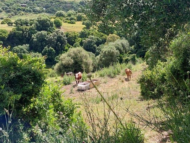 Finca/Casa Rural en venta en Vejer de la Frontera, Cádiz Costa de la Luz