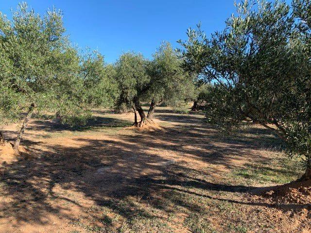 Finca/Casa Rural en venta en Xerta, Tarragona