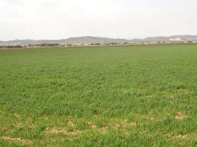 Finca/Casa Rural en venta en Yecla, Murcia