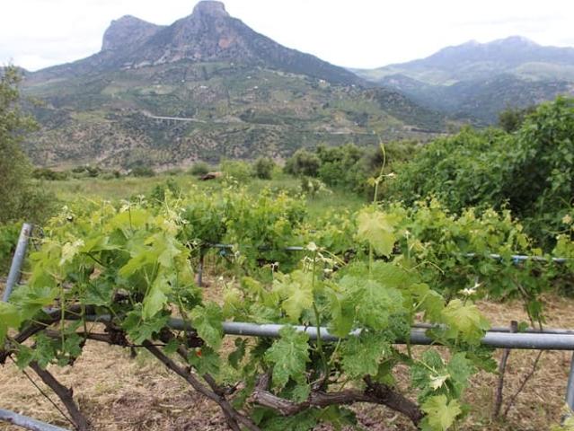 Finca/Casa Rural en venta en Zahara de la Sierra, Cádiz