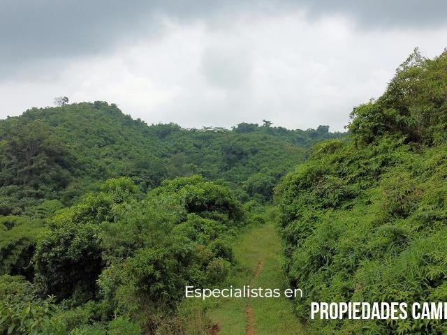 Fincas Cafetaleras de 200 HA