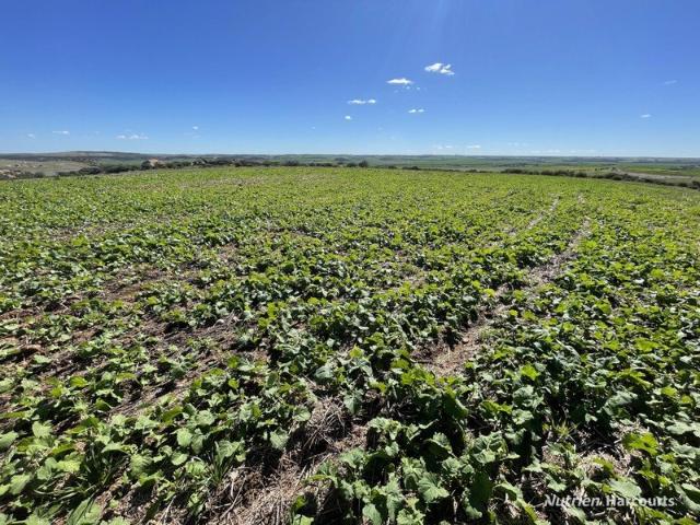 Fig Tree Farm Chapman Valley