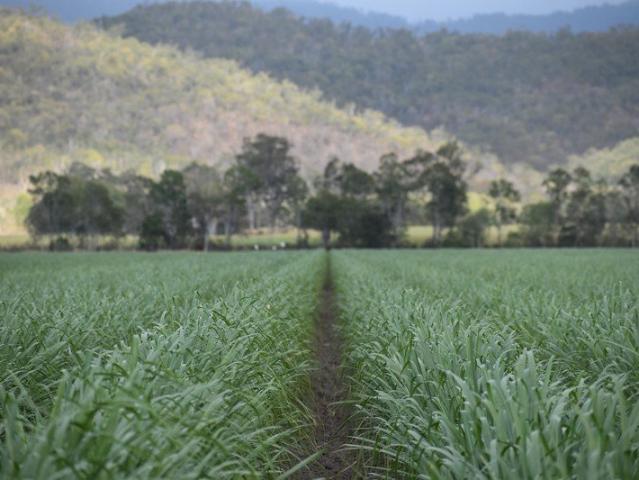 First Time Offered in Over 70 Years Proserpine Cane Farm, Scale, Water Security & Walk In Walk Out Opportunity