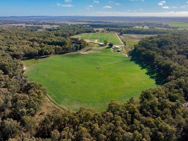 Fodder and Fattening at Lachlan Park