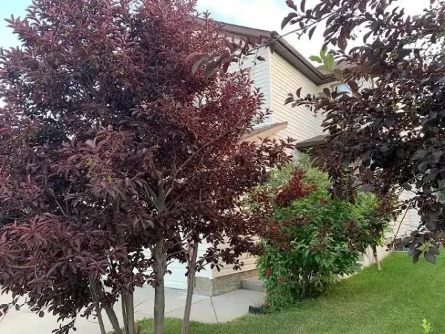 For Rent 3 Bedroom House Calgary AB DS105226632