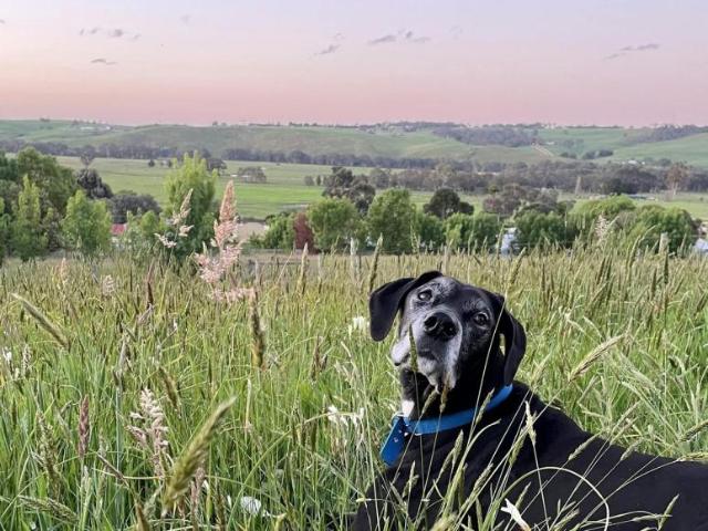 For Rent Land Casterton VIC DS105952581