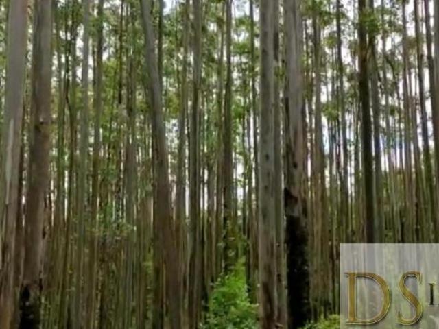 FLORESTA DE EUCALIPTO A VENDA NA REGIÃO DE ITAPEVA SP COM EM TORNO DE 100 ALQUEIRES EM MADEIRA