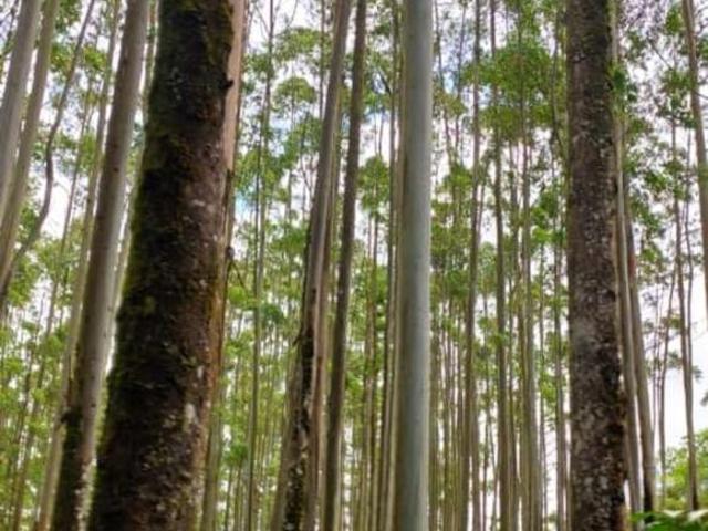 FLORESTA DE EUCALIPTO A VENDA NA REGIÃO DE ITAPEVA SP ? ? Localizada no Município de Guapiara