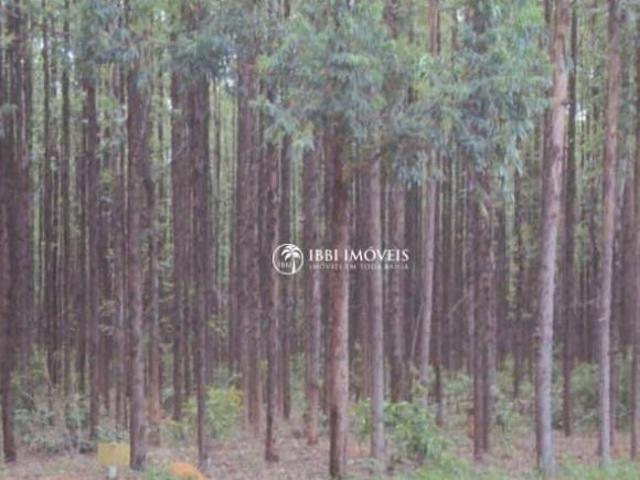 FLORESTA DE EUCALIPTOS CLONE Á VENDA 100 MIL HECTARES