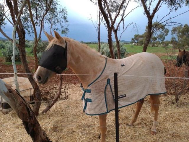 Flinders Ranges Lifestyle Escape 3.85HA with Stunning Views and Endless Potential