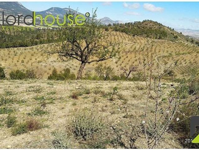 FR_1081. Finca rústica de 40 ha. a 25 minutos de Lorca