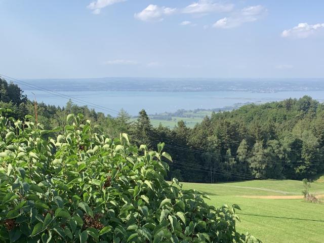 Freistehendes 5½ Zimmer EFH an Traumlage hoch über dem Bodensee