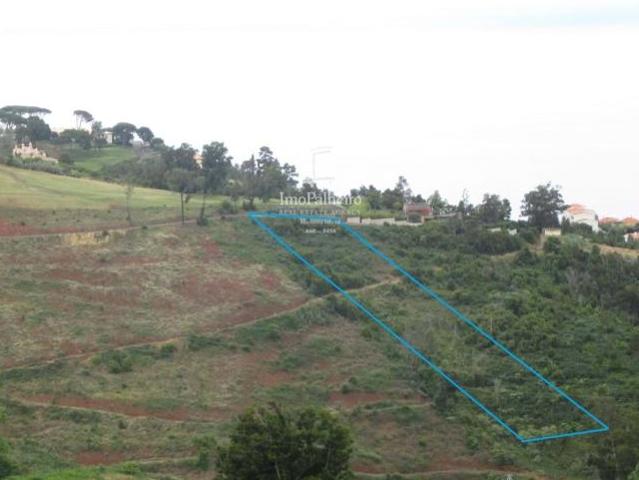 Funchal Ilha da Madeira LS96265429