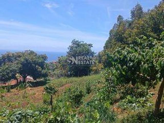 Funchal Ilha da Madeira 96313569
