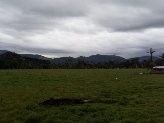 FUNDO PLANO Y FÉRTIL DE 152 HA. EN ISCOZACÍN PALCAZÚ / OXAPAMPA