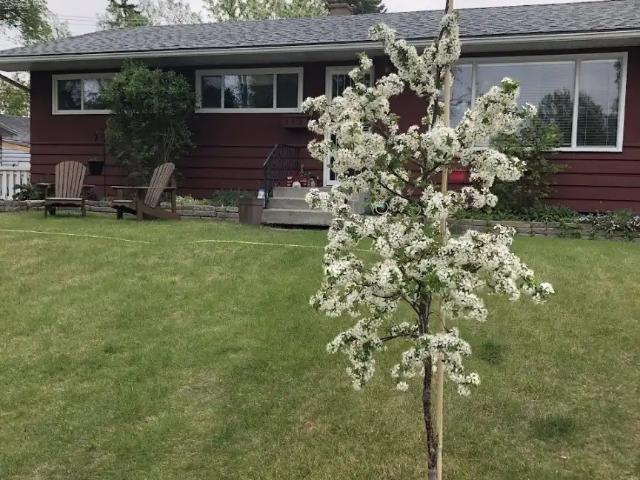 Full Haysboro house with fenced backyard