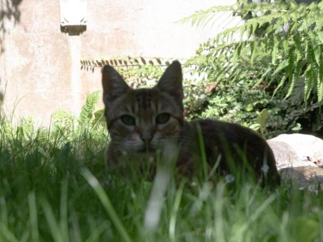 Geräumiges Loft mit Garten, vor den Toren Lausannes