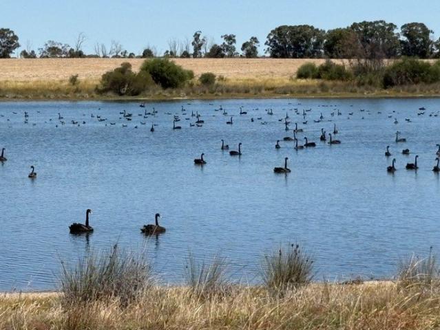 'Glen Ruff One year 2026 cropping lease and sale opportunity via Expressions of Interest
