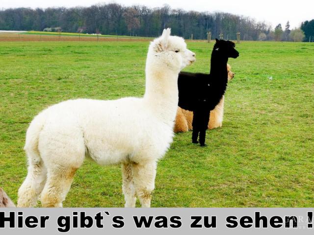 Große Vorfreude