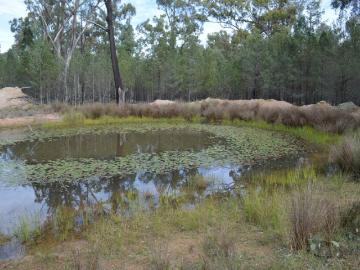 Grazing and Bush Escape Opportunity!