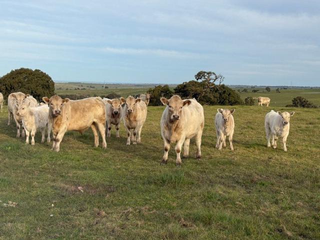 Grazing block with stunning views! Approx 41 Hectares