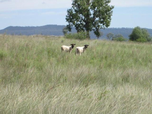 GRAZING PROPERTY