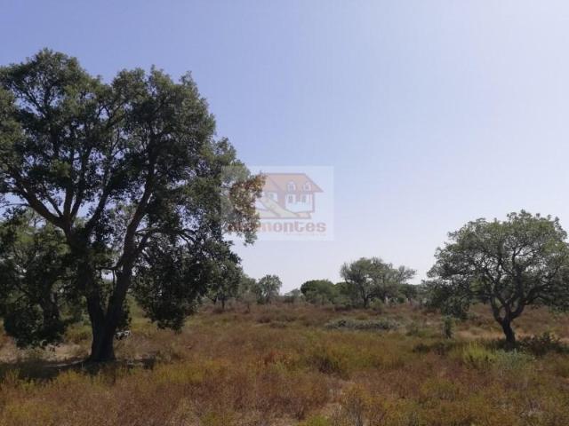 Grândola Grândola 98365135