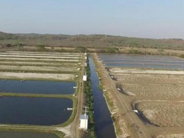 GRANJA ACUICOLA SISTEMA INTENSIVO EN LA CIUDAD DE CAMPECHE