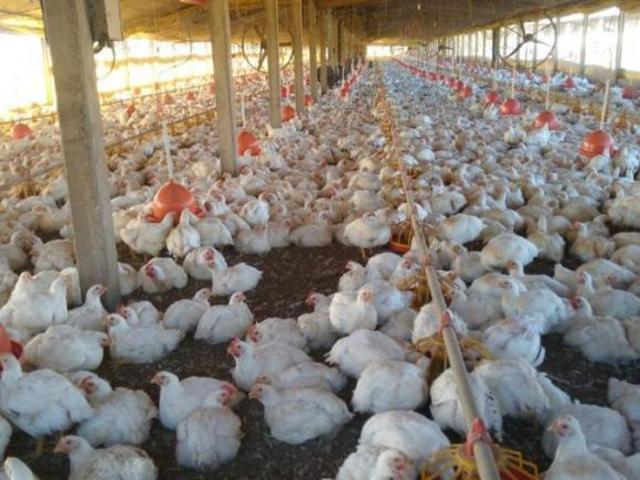 Granja para Venda em Laranjal Paulista, Rural, 6 dormitórios, 2 banheiros