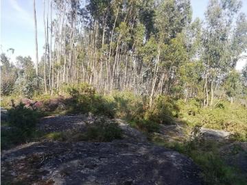 Guimarães Guimarães 103417351