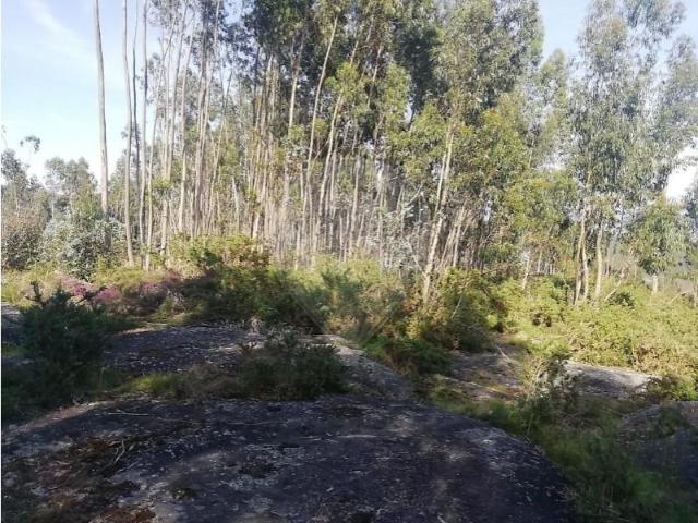 Guimarães Guimarães 105061884