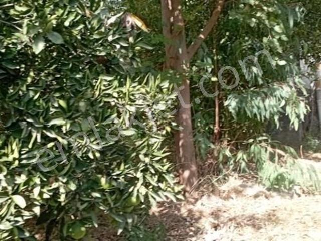 Güzelobada 330 M2 Bahçeli Evcil Hayvan Dostu 1+1 Müstakil Ev