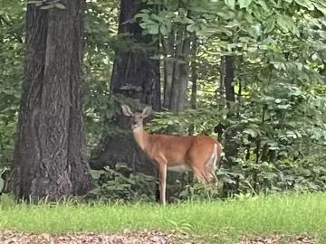 h OLIDAY, FORREST CITY, AR 72335