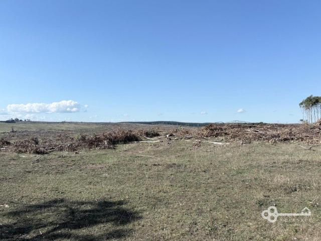Harvested Blue Gum Block 370 Acres of Opportunity