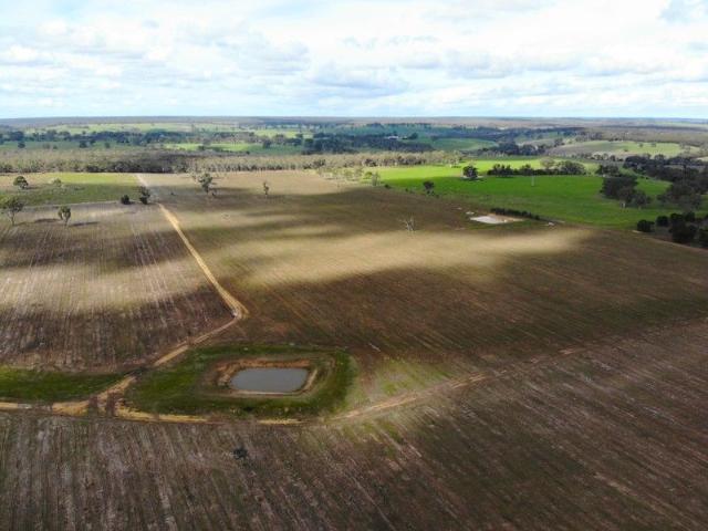 Harvested Blue Gum Plantation Block with Strong Potential