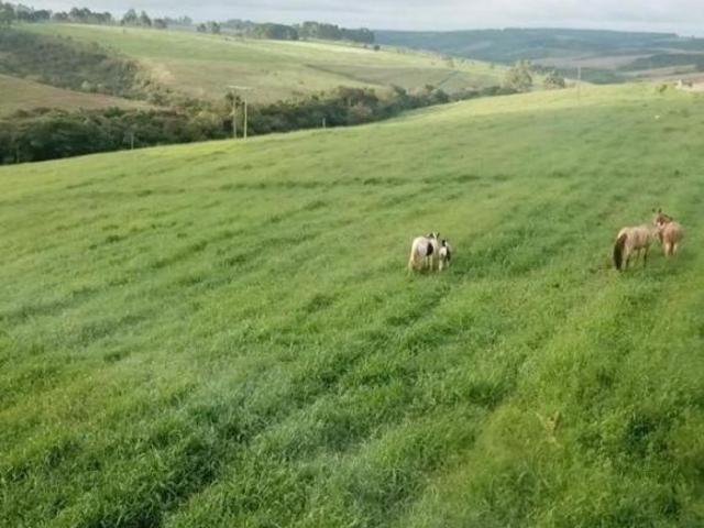 Haras 43,5 hectares em Barbacena MG