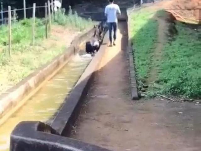 Haras, Bagre, Belo Oriente, MG