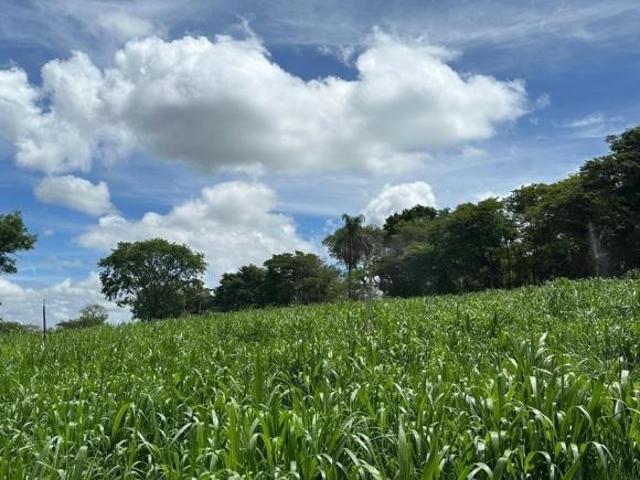 HARAS DE 4.6 HECTARES C/ ÓTIMA ESTRUTURA À VENDA EM PIRACEMA/MG